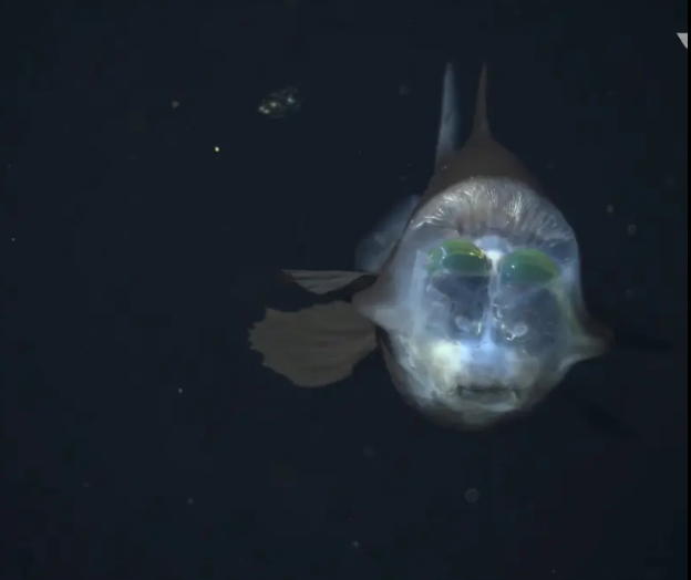 barreleye_fish_4-69525.png