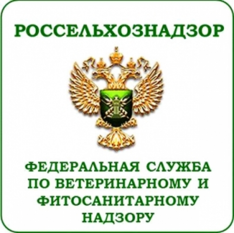 აეროპორტ "პულკოვოში" საქართველოს მოქალაქეს სულგუნი ჩამოართვეს და დაწვეს 