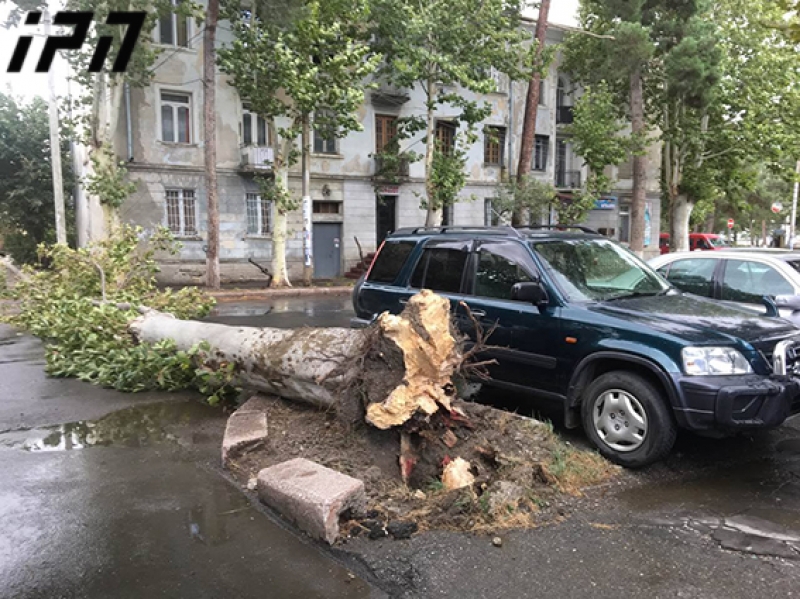  ძლიერი ქარი თბილისსა და რუსთავში: მოგლეჯილი ხეები და დაზიანებული მანქანები